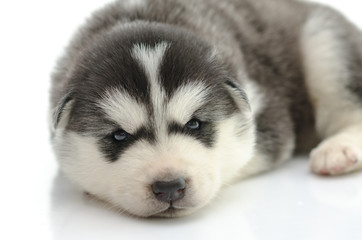 Cute siberian husky puppy