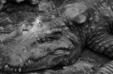 Photo sur Plexiglas Crocodile Gros plan portrait de crocodile