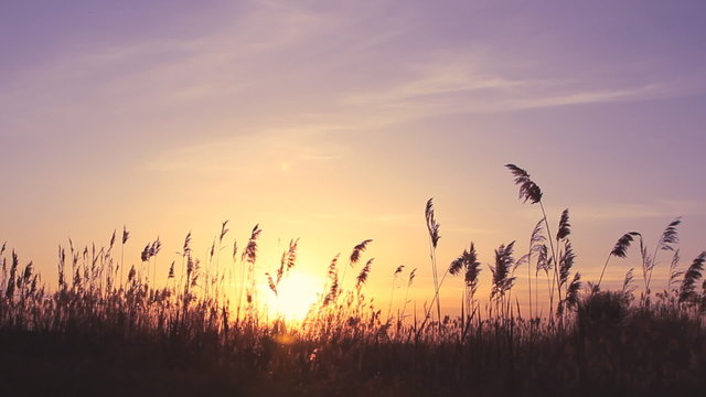 High reed against sunset sky in wind day