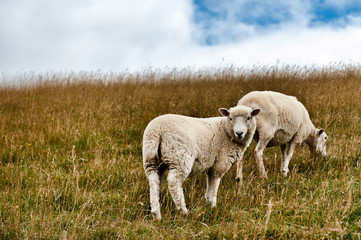 Obraz na płótnie Canvas pecore