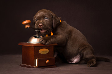 Chocolate labrador puppy sitting on brown background and gnaws a