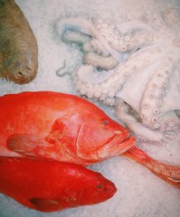 групер и осьминог