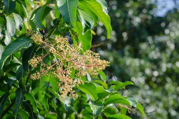 Mango flower on tree in the garden