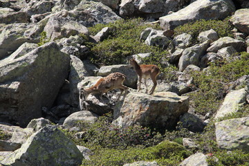 Mouflons de Corse (Ovis orientalis)