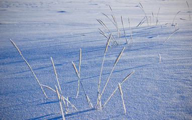 Grass in the snow