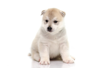 Cute siberian husky puppy sitting on white background