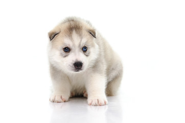 Fototapeta premium Cute siberian husky puppy sitting on white background