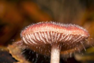 macro of a red mushroom in autumn
