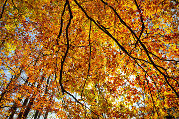 autumn foliage of a beech tree shot against the sun