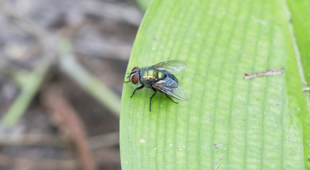 flies