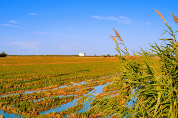 paddy field in Delta del Ebro, in Catalonia, Spain