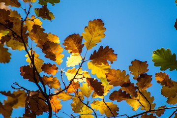 autumn maple leaves