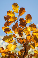 autumn maple leaves