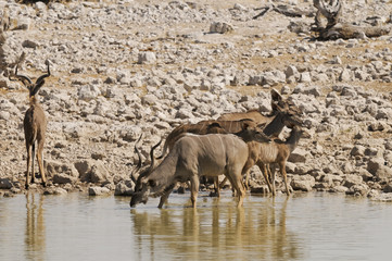 Kudu, Okaukuejo, Etosha Nationalpark, Namibia, Afrika