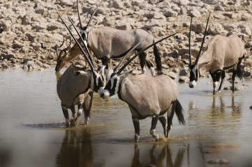 Oryx, Okaukuejo, Etosha Nationalpark, Namibia, Afrika