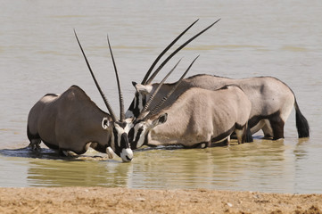 Oryxantilopen, Okaukuejo, Etosha Nationalpark, Namibia, Afrika