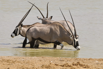 Wasserloch, Okaukuejo, Etosha Nationalpark, Namibia, Afrika
