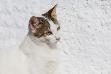White cat portrait. Close up