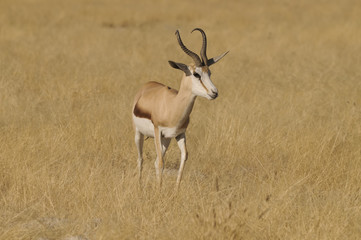 Naklejka na ściany i meble Springbock, Okaukuejo, Etosha Nationalpark, Namibia, Afrika