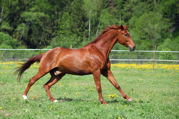 Thoroughbred racehorse runs on a green summer meadow