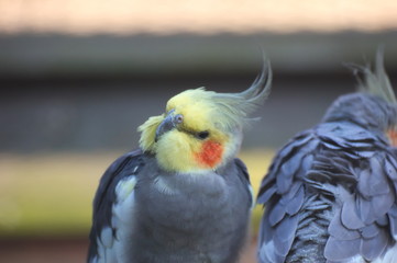 Cockatiel (Nymphicus hollandicus) tilting its head