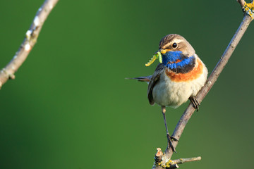 Luscinia svecica, Bluethroat.