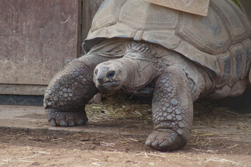 Aldabran Giant Tortoise - Aldabrachelys gigantea