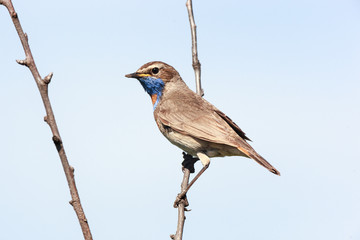 Luscinia svecica, Bluethroat.