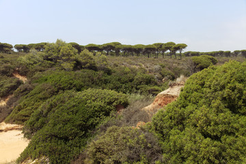 Fototapeta na wymiar Wilderness in Spain