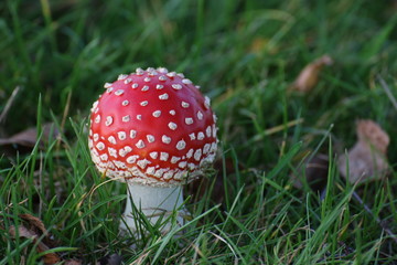 Fly agaric (Amanita muscaria) on grass