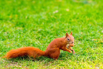 Red squirrel on the grass with a nut in its mouth
