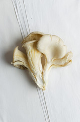 Fototapeta premium Pleurotus mushrooms