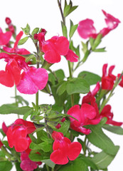 Fototapeta na wymiar fleurs de sauge arbustive