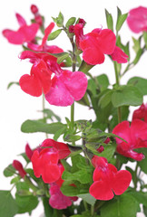 fleurs de sauge arbustive