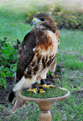 tamed eagle on a green meadow