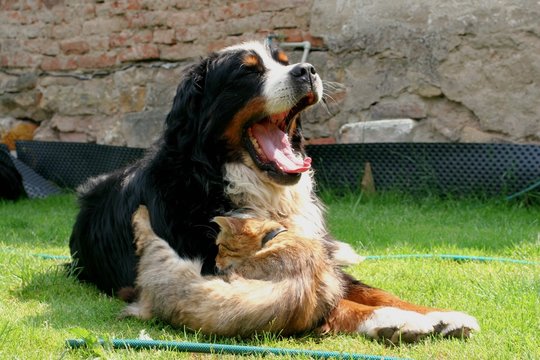 Siesta of dog and cat