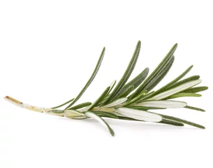 Photo sur Aluminium Aromatique rosemary herb spice leaves isolated on white background cutout