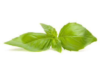 Fototapeta premium Sweet basil leaves