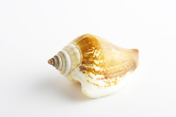 Marine sea shell in a studio setting against a white background