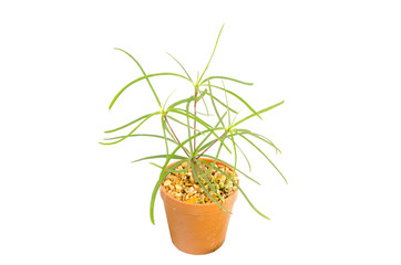 Cactus in the small pots on white background