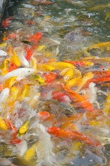 Fototapeta na wymiar Colorful Koi fish in the pond
