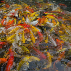 Colorful Koi fish in the pond