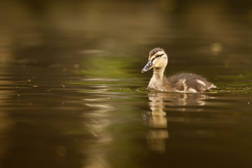 bébé canard