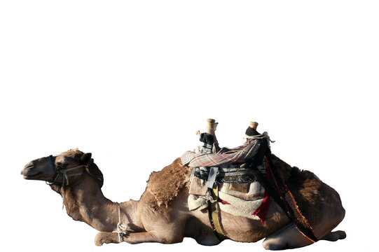 Camel