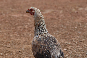chicken in land background