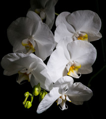 Naklejka na ściany i meble White beautiful orchid