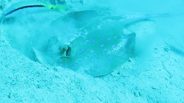 Blaupunktrochen sucht im Sand nach Nahrung