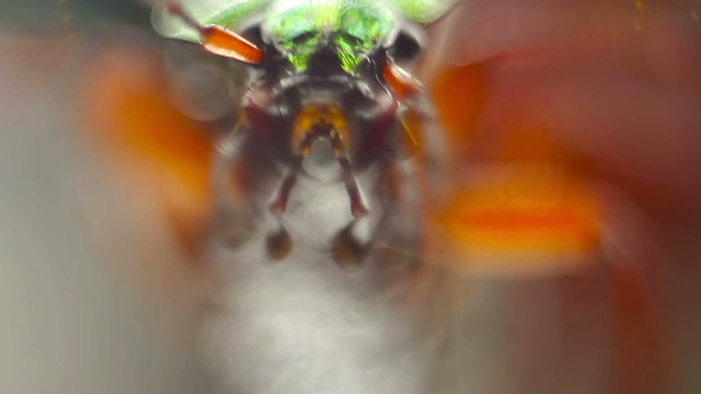 Beetle chomping in front of camera