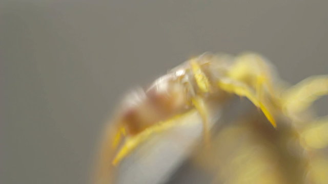 Closeup of centipede struggling shallow DOF