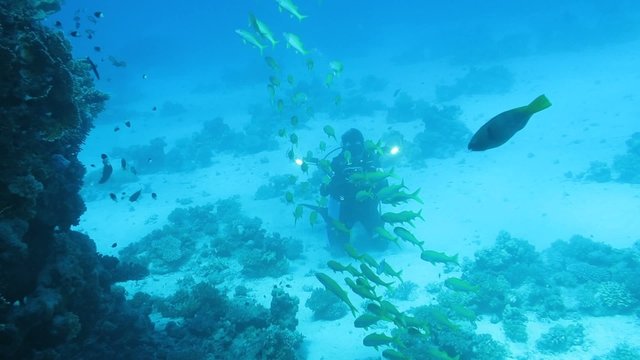 Taucher filmt einen Schwarm Gro&szlig;schulenbarben